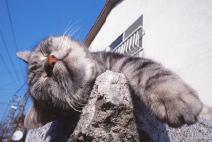 �ʐ^�W�u�L�v