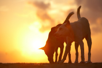 �ʐ^�W�u���v