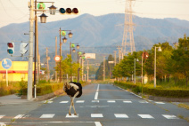 �ʐ^�W�u�����v