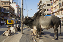 �ʐ^�W�u���v