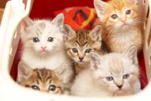 �ʐ^�W�u�~�O�m���v